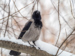 A hooded crow sitting on a tree