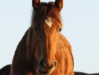 cheval
