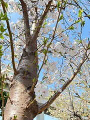 Japanese cherry blossom