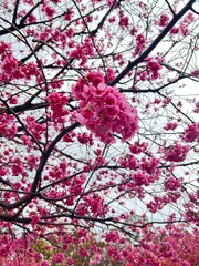 Japanese cherry blossom