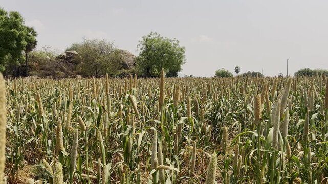 Pearl Millet crop field located in a small village of Andhra Pradesh state India.