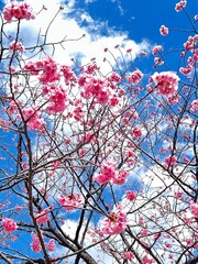 Japanese cherry blossom