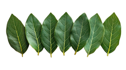 Fresh bay leaves arranged on a clean white background