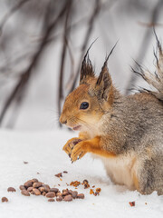 The squirrel in winter sits on white snow.