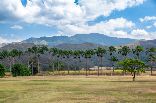 Palm trees and sugar cane plantation with mountains in Aragua, venezuela