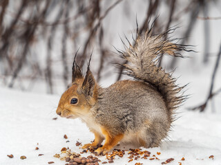 Fototapeta premium The squirrel in winter sits on white snow.