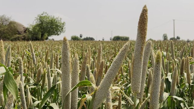 Pearl Millet crop field located in a small village of Andhra Pradesh state India.