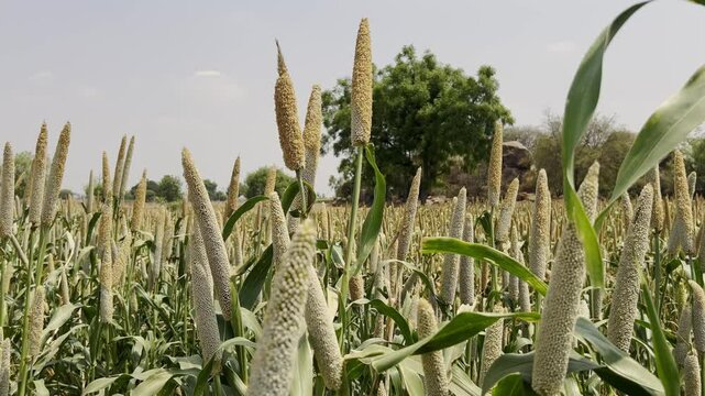 Pearl Millet crop field located in a small village of Andhra Pradesh state India.