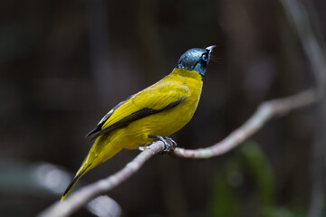 Obraz premium Beautiful bird in Asian, It is a kind of bird found in Thailand.