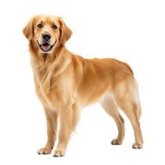 Golden Retriever AI Generated Image