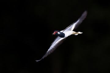 Beautiful bird in Asian, It is a kind of bird found in Thailand.