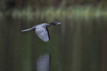 Beautiful bird in Asian, It is a kind of bird found in Thailand.
