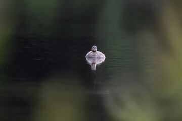 Beautiful bird in Asian, It is a kind of bird found in Thailand.