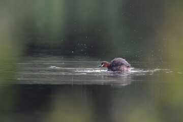 Beautiful bird in Asian, It is a kind of bird found in Thailand.