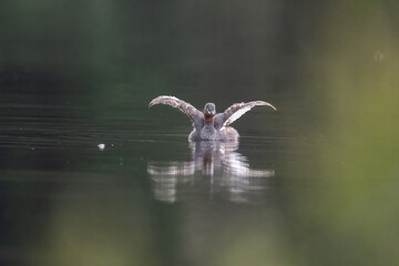 Beautiful bird in Asian, It is a kind of bird found in Thailand.