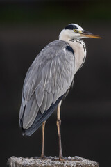 Beautiful bird in Asian, It is a kind of bird found in Thailand.