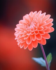A vibrant orange flower with layered petals stands out against a blurred red background, showcasing its delicate beauty.