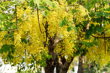 Fototapeta premium Golden shower tree cheerful blooming in natural park. Cassia fistula.