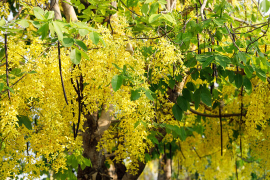 Golden shower tree cheerful blooming in natural park. Cassia fistula. - Powered by Adobe