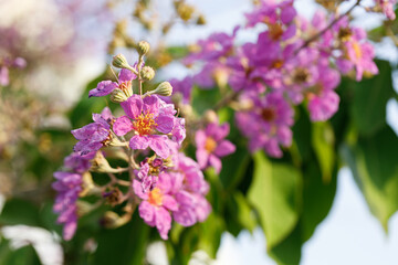 Fototapeta premium Queens Flower or Inthanin flower in Thailand, Queens crape myrtle, Pride of India, Jarul, banaba plant, Lagerstroemia speciosa, cheerful blooming in park.