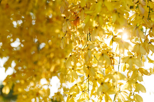 Golden shower tree cheerful blooming in natural park. Cassia fistula.