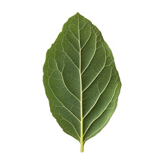 Obraz premium Leaf's intricate details: A close-up of a vibrant, green leaf, showcasing its delicate veins and textures, with natural lighting, embodying the freshness and vitality of nature.