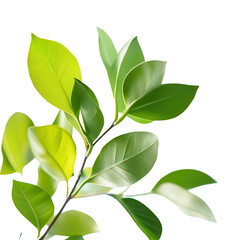 Vibrant Leaf: The image captures a detailed view of a lush green branch with fresh, vibrant leaves, showcasing the intricate details of nature.