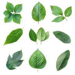 Collection of Leaves: A vibrant collection of lush, green leaves in various shapes and sizes, showcasing the intricate details of nature's design.
