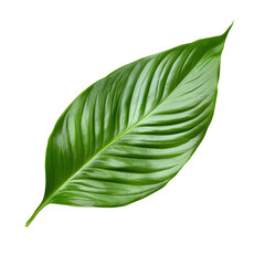 Fototapeta premium Nature's Jewel: A lush, emerald-green leaf, a symbol of vitality and tranquility, delicately resting, radiating freshness and the pure beauty of nature.