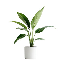 Elegant Plant in Pot: A vibrant, lush houseplant with verdant leaves, set in a stylish pot. Capturing the essence of nature and adding a touch of minimalist design.