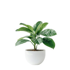 Indoor Serenity: Lush green plant in a ceramic pot, creating a serene and fresh ambiance