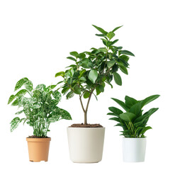 Fototapeta premium Trio of Thriving Plants: Showcasing a diverse arrangement of flourishing potted plants, each brimming with vibrant green foliage. This image captures the serenity and vitality of indoor gardening.