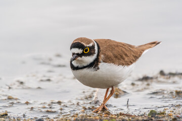 Little ringed plover (Charadrius dubius), bird standing on the lake shore