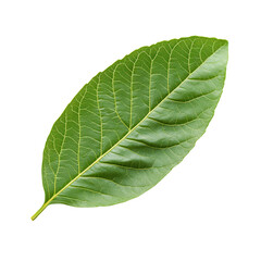 Obraz premium Leaf's intricate vein patterns: A close-up shot of a vibrant green leaf showcasing its complex vein structure and smooth texture, suggesting growth and natural beauty.