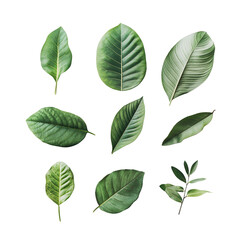 Fototapeta premium Nature's Palette: An artful arrangement of vibrant green leaves, each with unique textures and patterns, capturing the essence of botanical beauty and the serenity of the natural world.