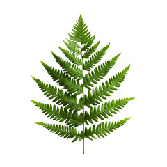 Fern Leaf : A detailed shot of a vibrant green fern leaf, showcasing the intricate structure and delicate beauty of nature's design.