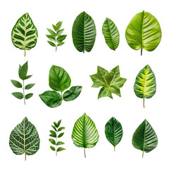 Vibrant Leaf Collection: A striking assemblage of various fresh, green leaves, each showcasing unique textures and shapes, offering a visual feast for the senses.