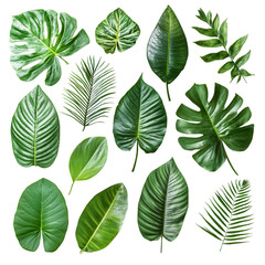 A Symphony of Green: A vibrant collection of diverse tropical leaves, showcasing a rich spectrum of textures and shades, offering a lush and verdant visual experience.