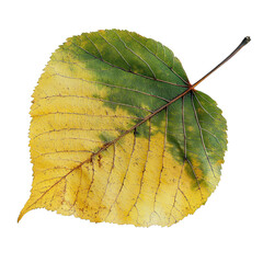 Autumn Leaf's Transformation: A single, vibrant leaf showcases nature's artistic palette during autumn, displaying a mesmerizing blend of yellow and green hues, intricately detailed veins.