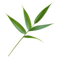 Zenith of Green: A simple, captivating studio shot of a single, verdant leaf, showcasing the delicate textures and vibrant hues of nature.