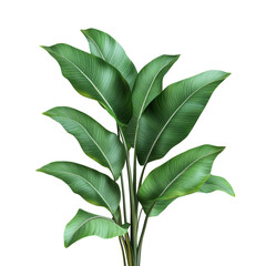 Fototapeta premium Tropical Greenery: A detailed shot of lush green tropical plant, showcasing intricate leaf patterns and a vibrant, verdant presence.