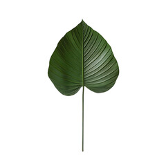 Fototapeta premium Green Leaf in Focus: A striking, close-up shot of a vibrant, heart-shaped green leaf. Its intricate textures and veins are perfectly rendered, highlighting the beauty of nature's design.