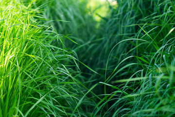 A walkway through lush grass