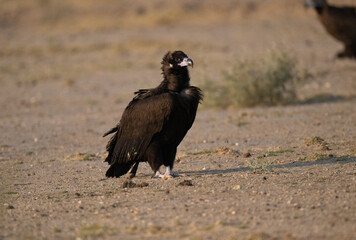 Vulture