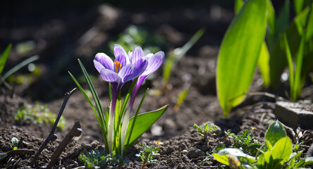 Purple and white striped crocus flowers bloom in a spring garden under sunlight.