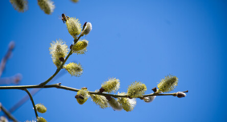 Two bees collect pollen from a willow branch against a clear blue sky during springtime.