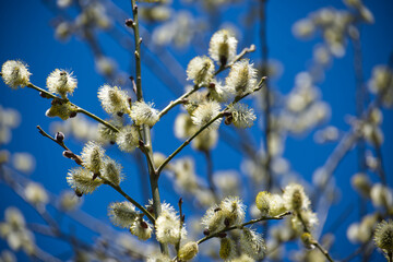 A close-up of soft willow catkins against a bright blue sky heralds the start of spring.