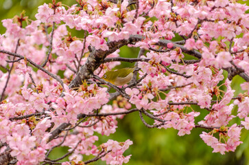 桜の花とメジロの春の訪れ