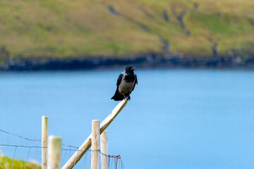 Hooded Crow in Faroe Islands