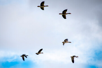 Faroese Geese in Flight - Faroe Islands